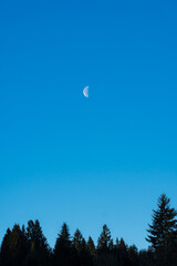 Obraz premium moon over the forest