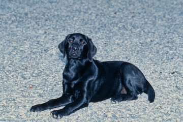 Young black lab laying on gravel