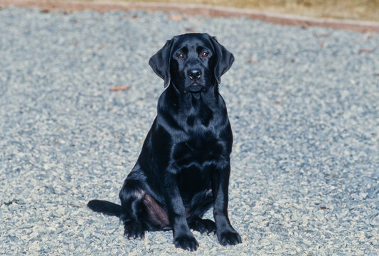 Young black lab sitting on gravel