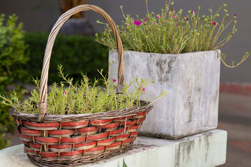 Flowerpots made from woven baskets reuse of materials and concrete pots