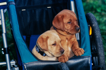 Yellow and red lab puppies in stroller