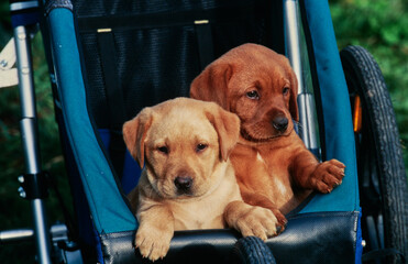 Yellow and red lab puppies in stroller