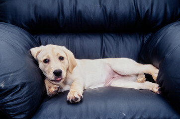 White lab puppy on black leather chair