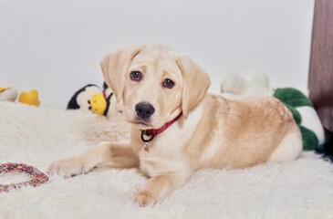 White lab puppy on beige blanket with toys