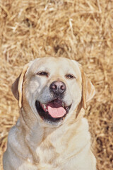 Yellow lab in front of golden grass