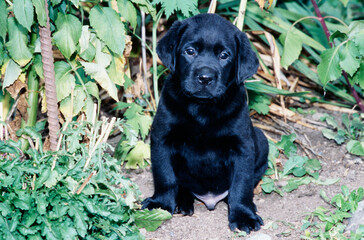 Black lab puppy sitting in garden