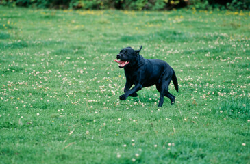 Black lab running in grass