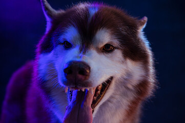 Husky portrait of a wolf head on a black background	