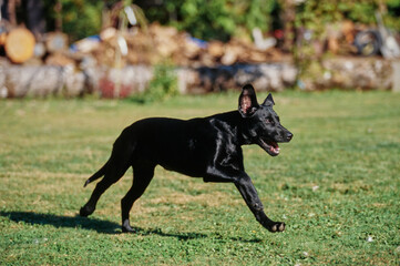 Young black lab running in grass