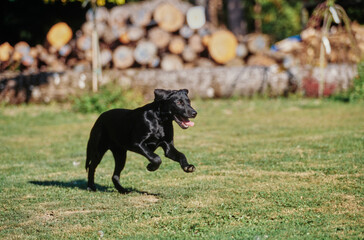 Young black lab running in grass