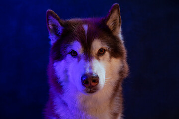 Husky portrait of a wolf head on a black background	