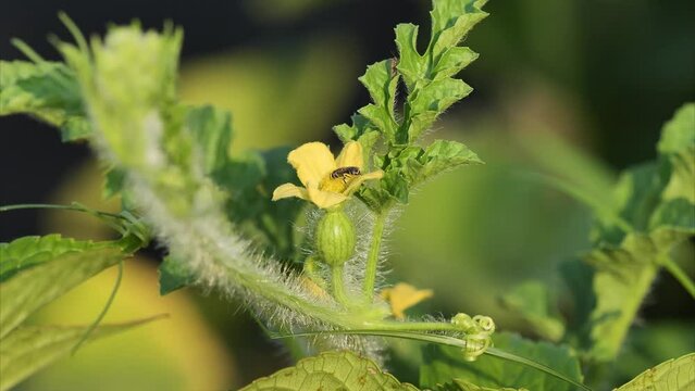 Close up of a bee crawling around and pollinating the female flower of a watermelon in sunny summer day, 4k real time footage zoom in effect.