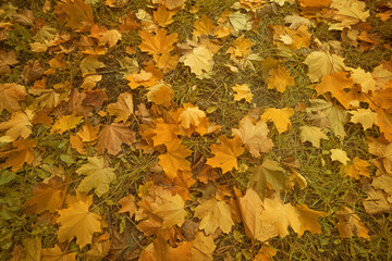 autumn nature background with carpet of orange and yellow fallen maple leaves in sunlight