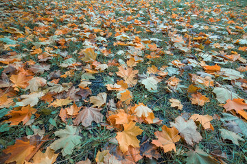 autumn nature background with carpet of orange and yellow fallen maple leaves in sunlight