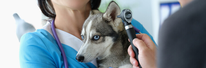 Veterinarian doctor examines ears of little husky