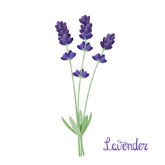 Fototapeta premium Lavender flowers on a white background. Cartoon design. 
