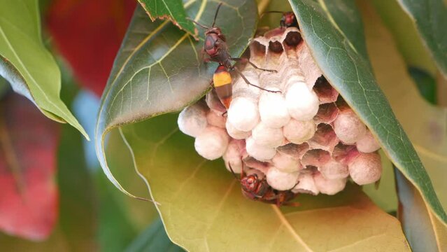 Close-up wasp on its wasps' nest with larves on a tree.