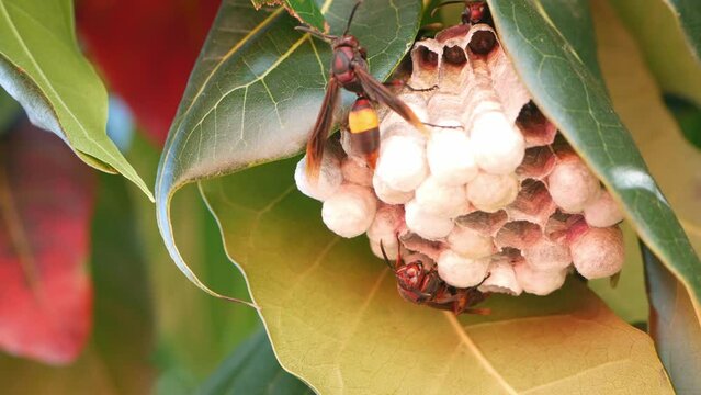 Close-up wasp on its wasps' nest with larves on a tree.