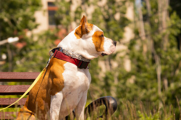 An American Staffordshire Terrier dog on a park bench.