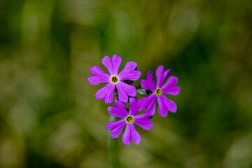Fototapeta premium Primula farinosa flower growing in meadow