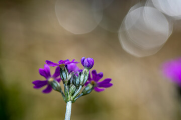 Primula farinosa flower growing in meadow, close up shoot