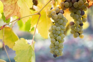 Ripe grape bunch among grapevine leaves at vineyard in warm sunset sunlight. Beautiful clusters of...