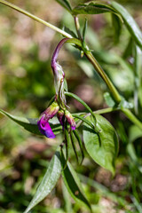 Lathyrus vernus flower in meadow, close up 