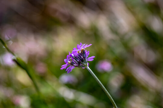Primula farinosa flower in meadow, close up shoot