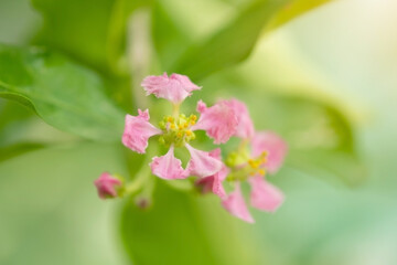 Flower of Acerola cherry tree in Thailand. Acerola cherry blossom trees, Select  focus, soft focus.