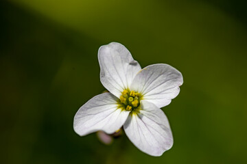 Cardamine pratensis growing in meadow, close up 