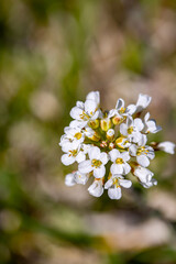 Noccaea montana growing in meadow, close up shoot	
