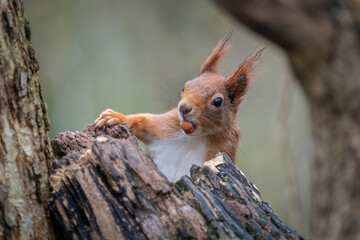 A close up showing half the body of a red squirrel, Sciurus vulgaris, as it climbs from behind a tree trunk. It has a hazelnut in its mouth and it shows the ear tufts