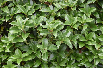 Fortune's osmanthus hedges. Oleaceae evergreen shrub. Blooms small fragrant flowers around October.