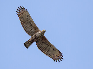 Changeable hawk eagle in flight.changeable hawk-eagle or crested hawk-eagle is a large bird of prey species of the family Accipitridae.