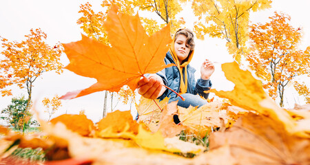 Fall. child with a golden leaf at the golden trees foliage with background of autumn trees landscape. maple leaves. Bright banner. copy space. Back to school or hello autumn