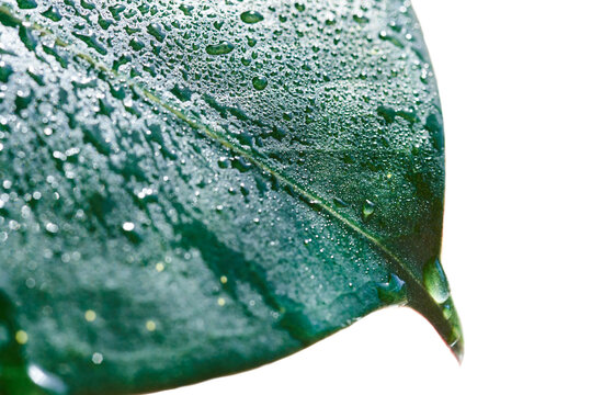 Green leaf in water drops, texture, macro photo.