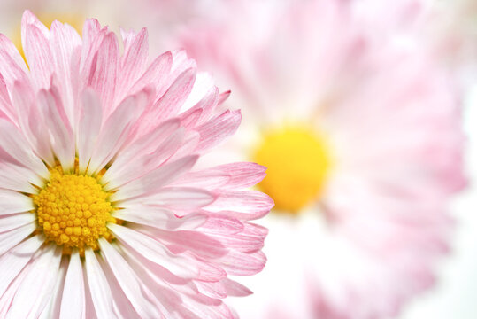 Daisy flower on the background of other flowers, copy space.