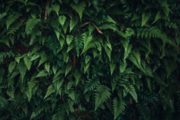 Naklejka na ściany i meble Dark green leaves nature background