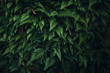 Naklejka na ściany i meble Dark green leaves nature background