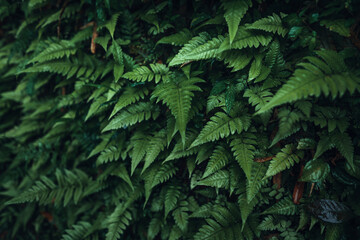 Dark green leaves nature background