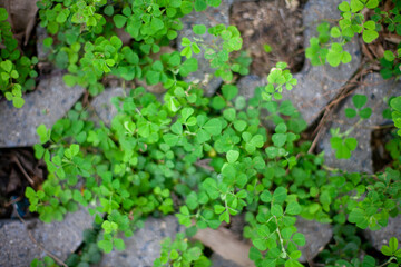 Green leaves blackground, Blur for copy 