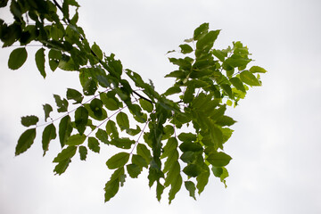 Green leaves blackground, Blur for copy 