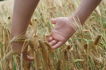 Child boy's hand touches wheat plants on field countryside agriculture harvest