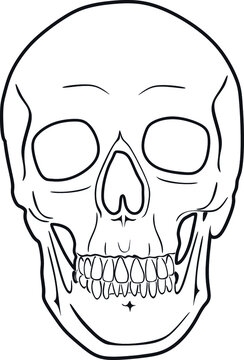 recommend clip art: skull line art vector design handmade silhouette