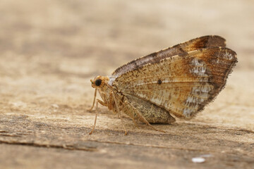 Fototapeta na wymiar Closeup on a Tawny-barred Angle, Macaria liturata, with closed wings sitting on wood
