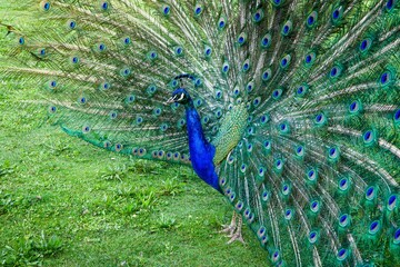 Obraz premium FRANCE - PARIS - BOIS DE VINCENNES - PEACOCK