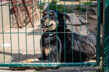 Dog in animal shelter waiting for adoption. Portrait of homeless dog in animal shelter cage.