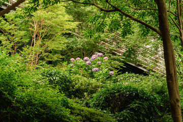 Summer flowers and green leaves at Tokyo city centre