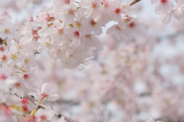 桜テクスチャ背景