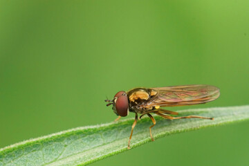 Closeup on a common short Melanostoma mellinum hoverfly sitting on a straw of grass